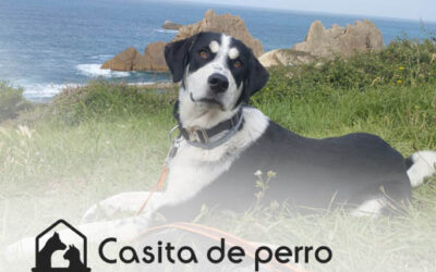 Casita de Perro: La importancia de saber adoptar