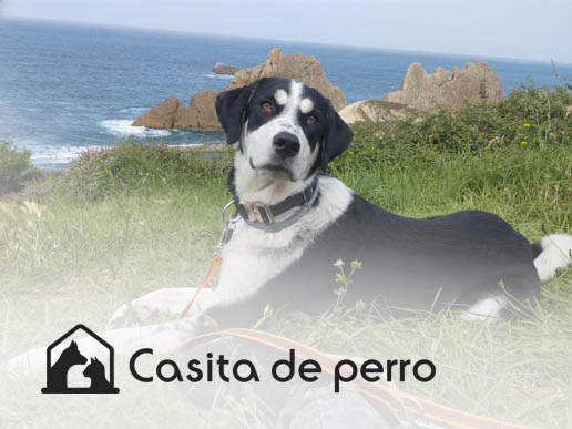 Casita de Perro: La importancia de saber adoptar