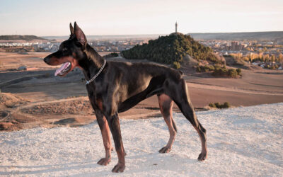 7 planes (más uno) para hacer con tu perro en Palencia