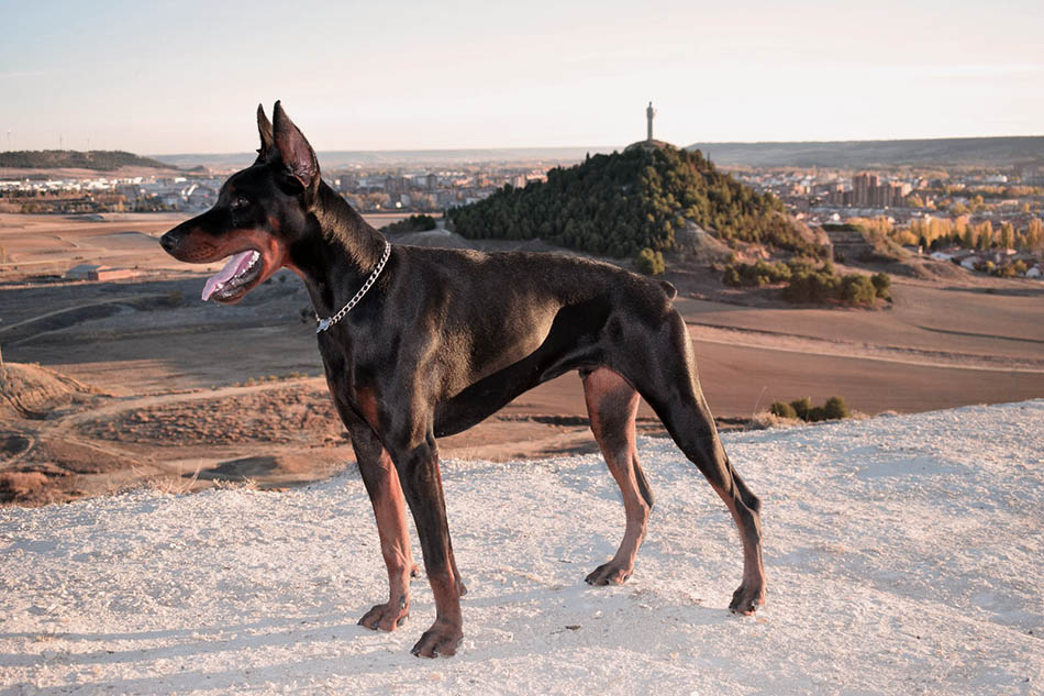 7 planes (más uno) para hacer con tu perro en Palencia